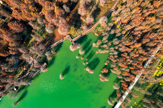 杭州临安青山湖秋天的水杉航拍