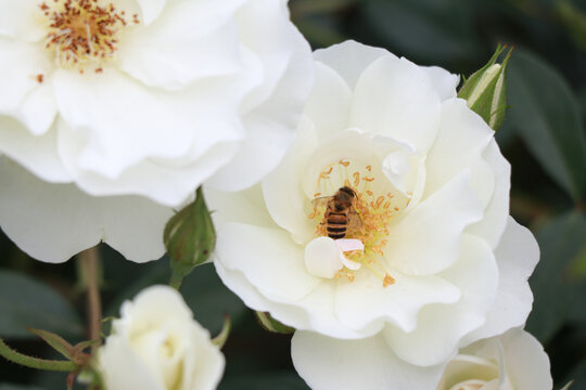 白色花朵小蜜蜂