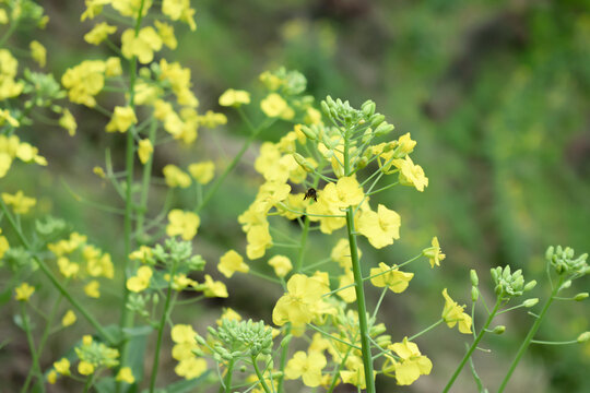 油菜花开春天来了