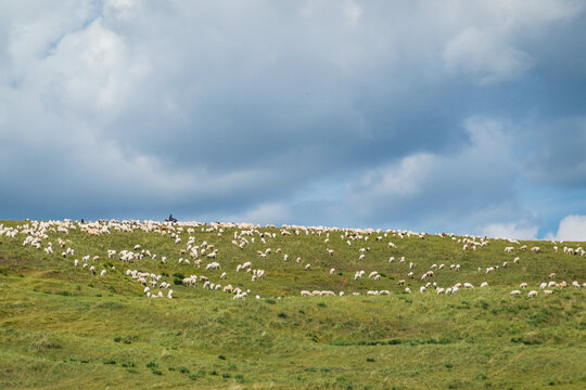 山坡草原羊群牧场