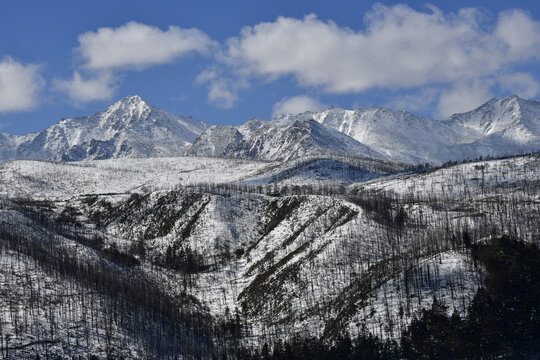 雪山森林