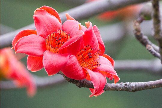 红色木棉花