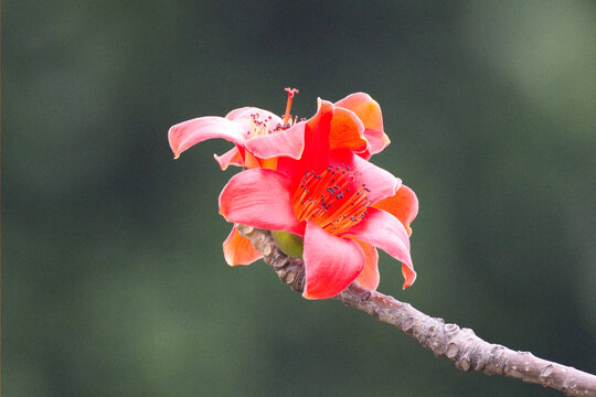 红色木棉花