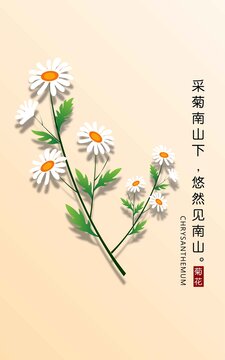 小清新菊花