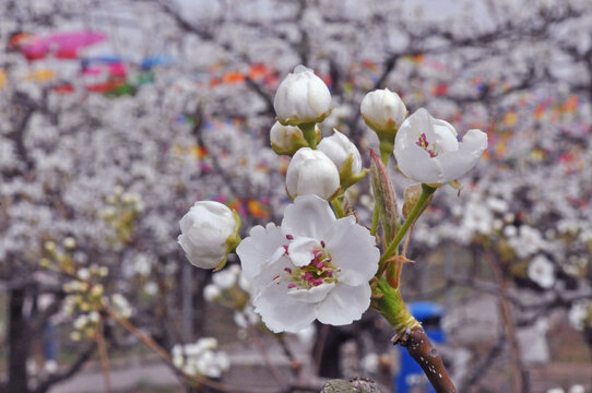 刘村梨花特写