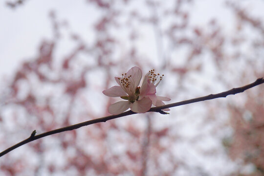 山桃花特写