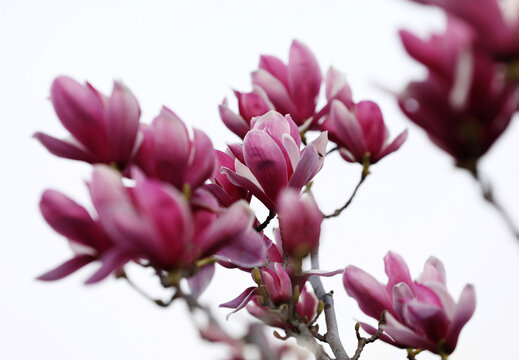 玉兰花开满枝头