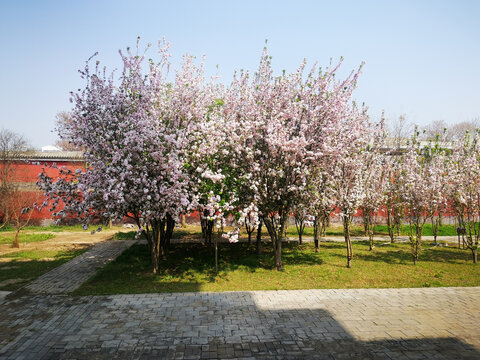 正定开元寺植物