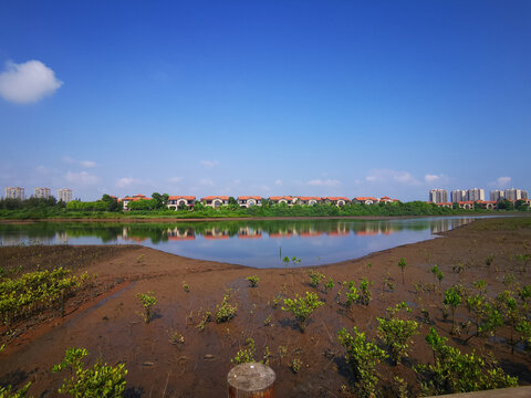 海南红树湾湿地公园