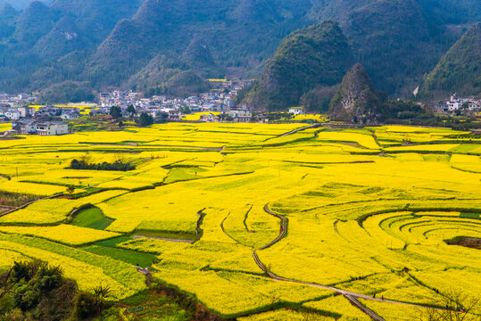 贵州万峰林油菜花