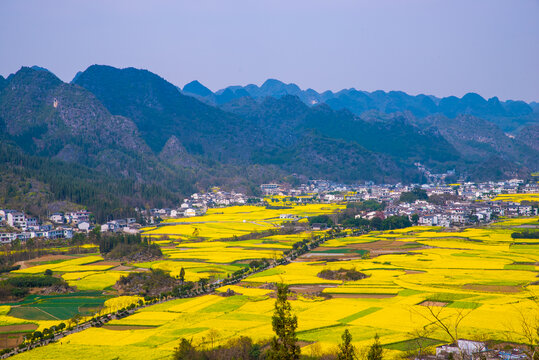 贵州万峰林油菜花