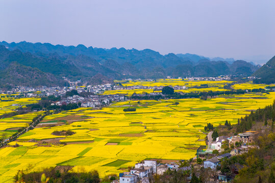 贵州油菜花田园风光