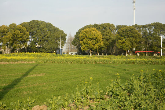 麦田与油菜花田