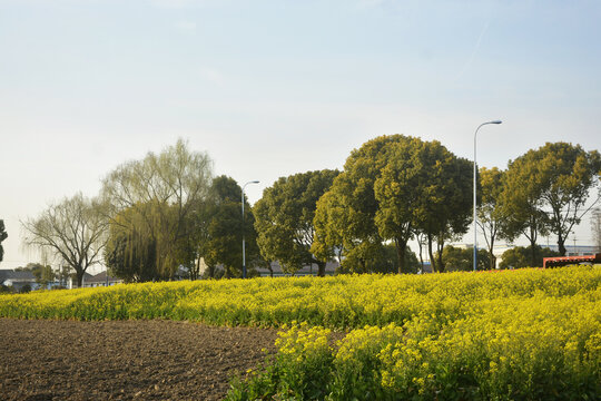 田地油菜花