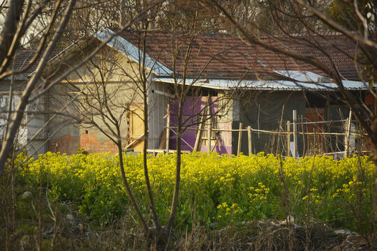 油菜花小屋