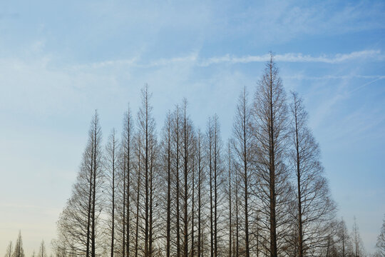 水杉树与天空