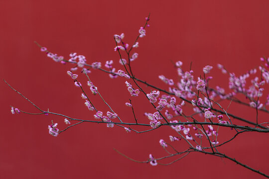 杭州德寿宫梅花