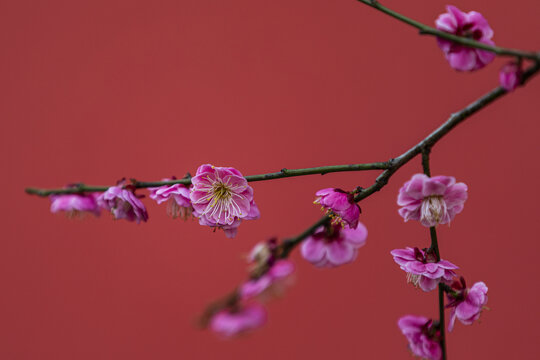 杭州德寿宫梅花