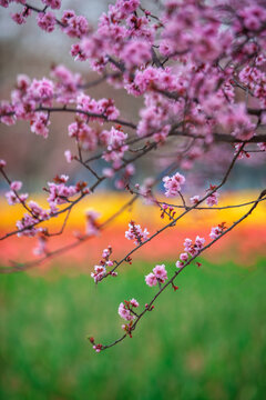 春天的桃花和海棠花