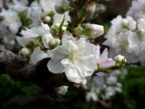 碧桃花