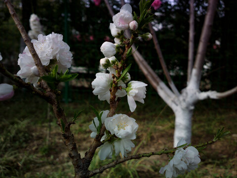 碧桃花