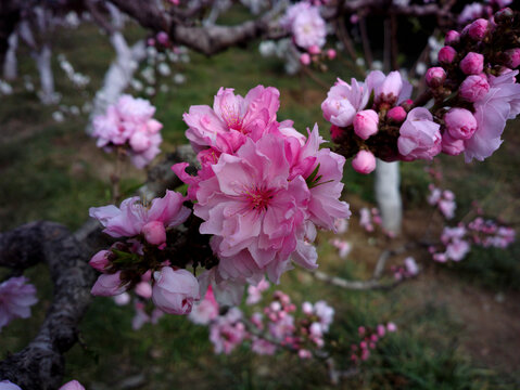 碧桃花