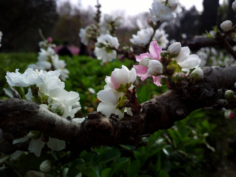 碧桃花