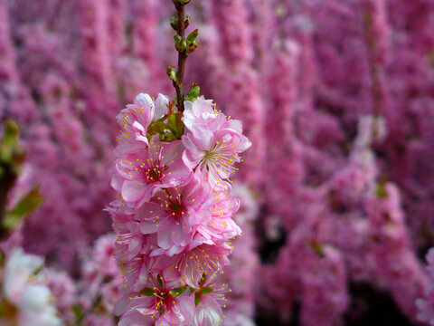 郁李花