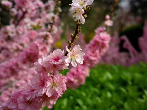 郁李花