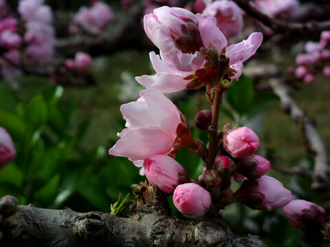 碧桃花