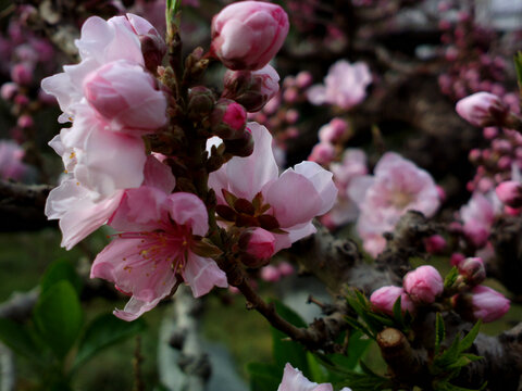 碧桃花