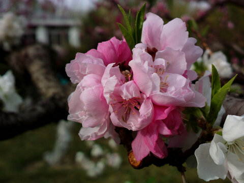 碧桃花