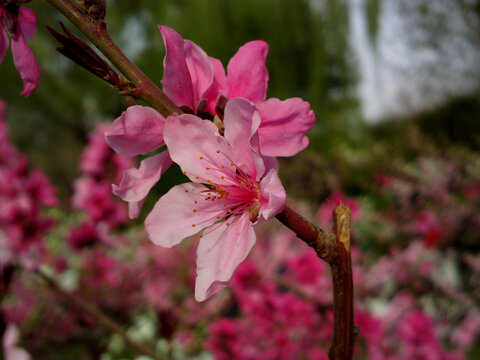 碧桃花