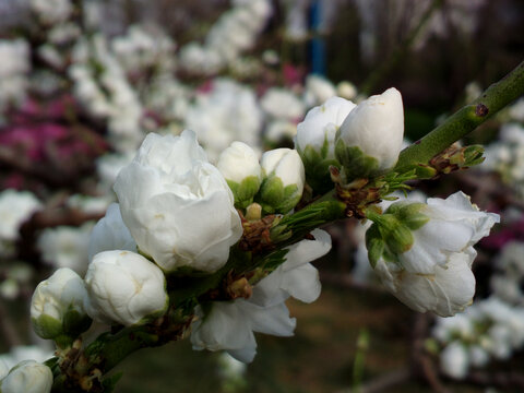 碧桃花