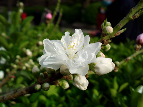 碧桃花