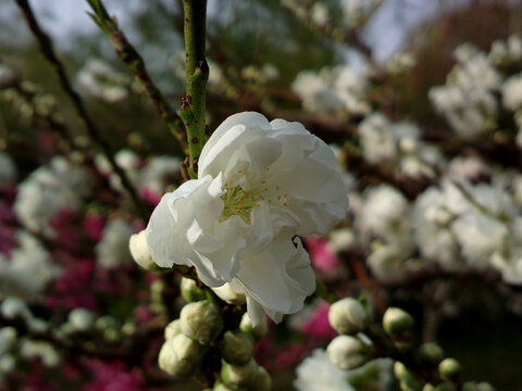 碧桃花