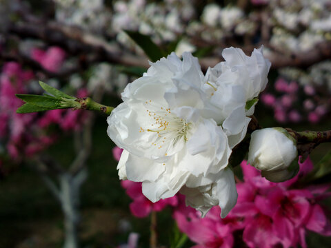 碧桃花