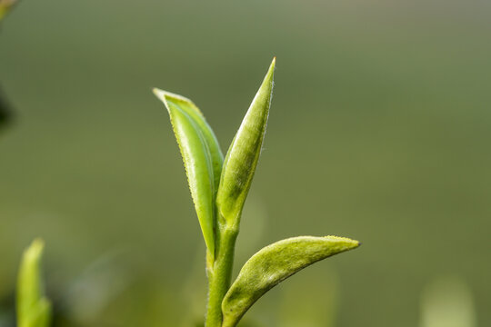 独芽特写茶叶高清毛尖翠芽雀舌