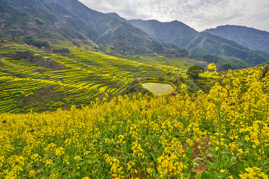 婺源篁岭油菜花