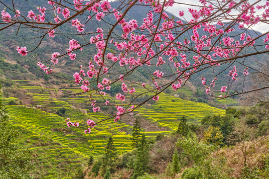 山桃花