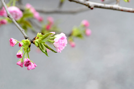 樱花