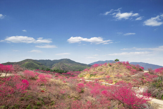 新丰樱花峪