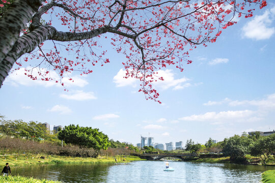 醉樱花