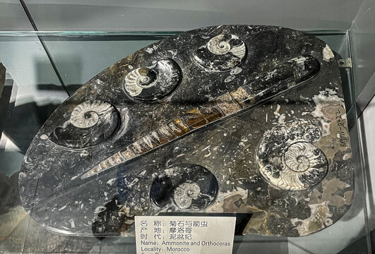 史前化石