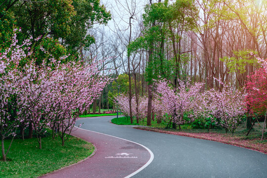 鲜花树林和公园步道