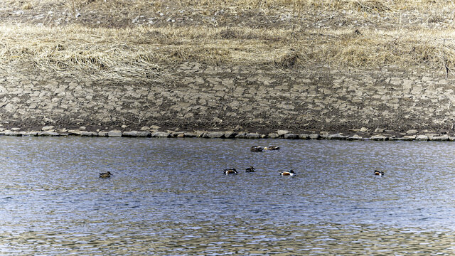 冰雪融化的长春伊通河畔和水禽