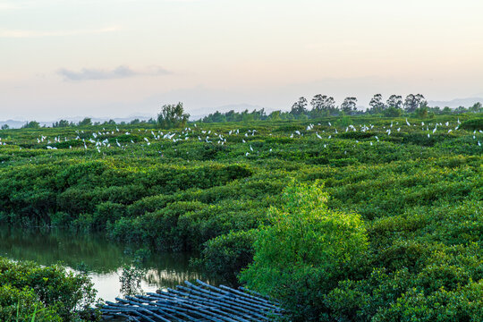 红树林生长基地