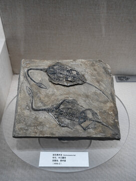 胡氏贵州龙化石