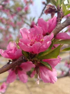 春天里桃园盛开的桃花