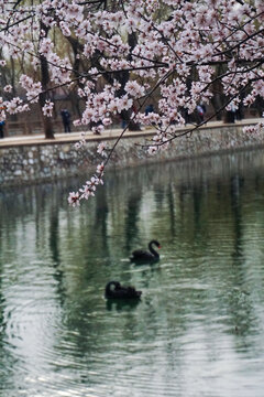 湖边的桃花